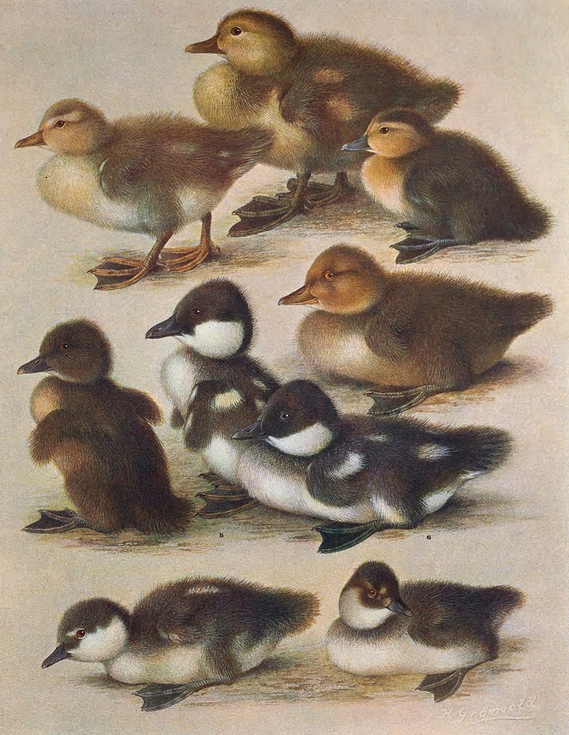 Young Of British Diving Ducks by Henrik Gronvold, 1913 — digital art print download