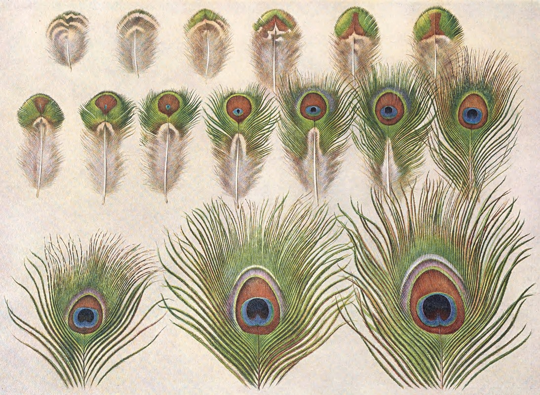Evolution of the eyes on a Peacock's Train by Henrik Gronvold, 1918-1922 — digital art print download