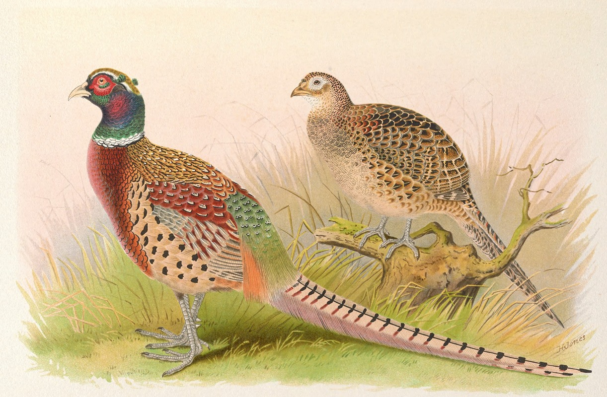 Eastern Chinese Ring-Necked Pheasant by Henry Jones, 1918-1922 — digital art print download