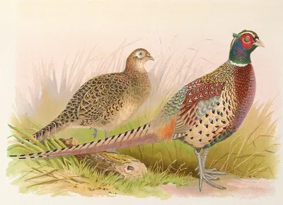 Formosan Ring-Necked Pheasant by Henry Jones, 1918-1922 — digital art print download