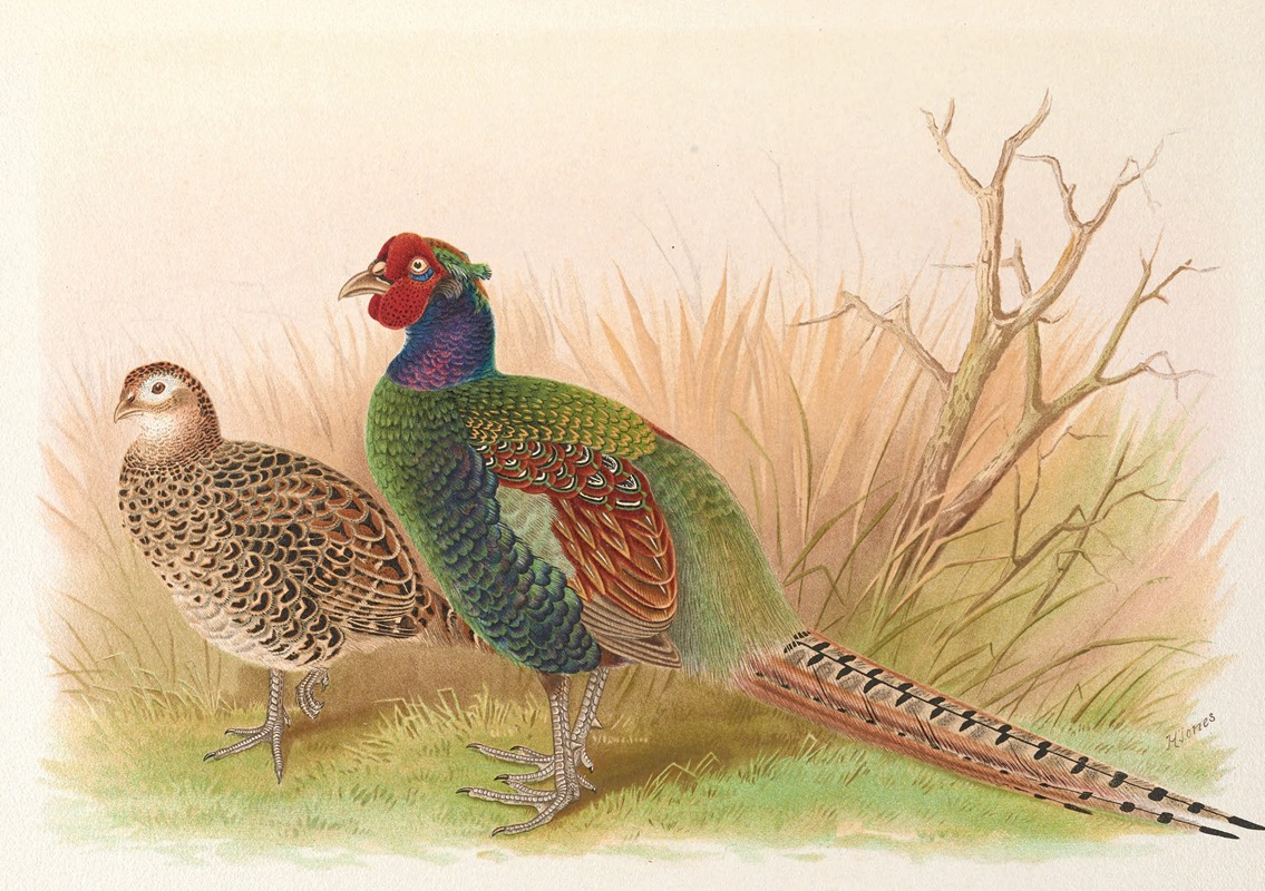 Green Japanese Pheasant by Henry Jones, 1918-1922 — digital art print download