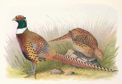 Manchurian Ring-Necked Pheasant by Henry Jones, 1918-1922 — digital art print download