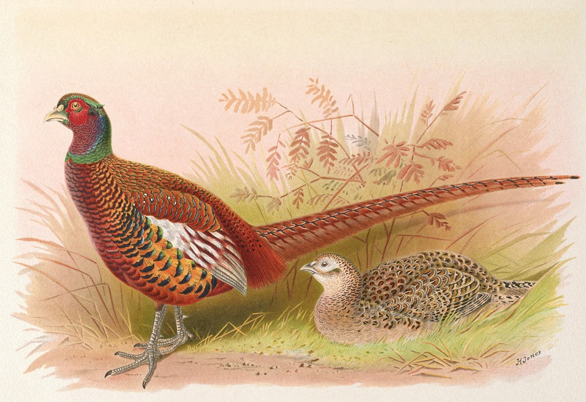 Prince Of Wales's Pheasant — Henry Jones