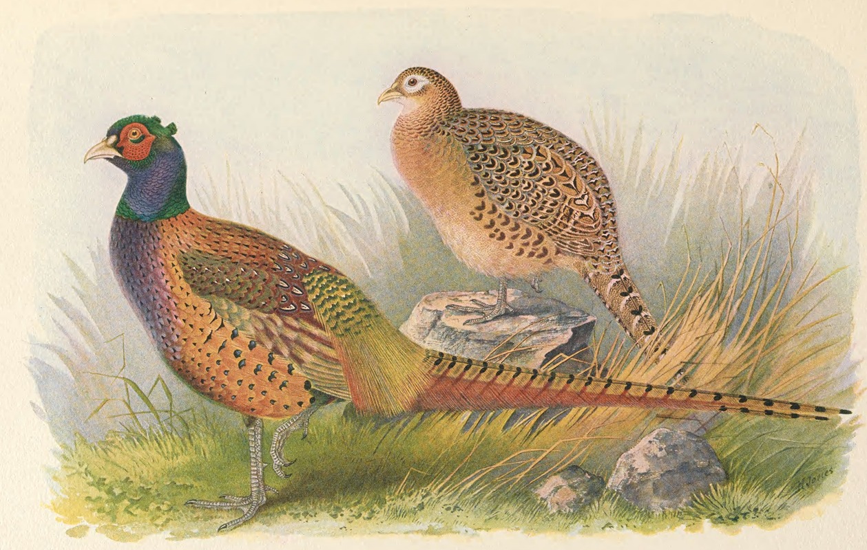 Tarim Pheasant by Henry Jones, 1918-1922 — digital art print download