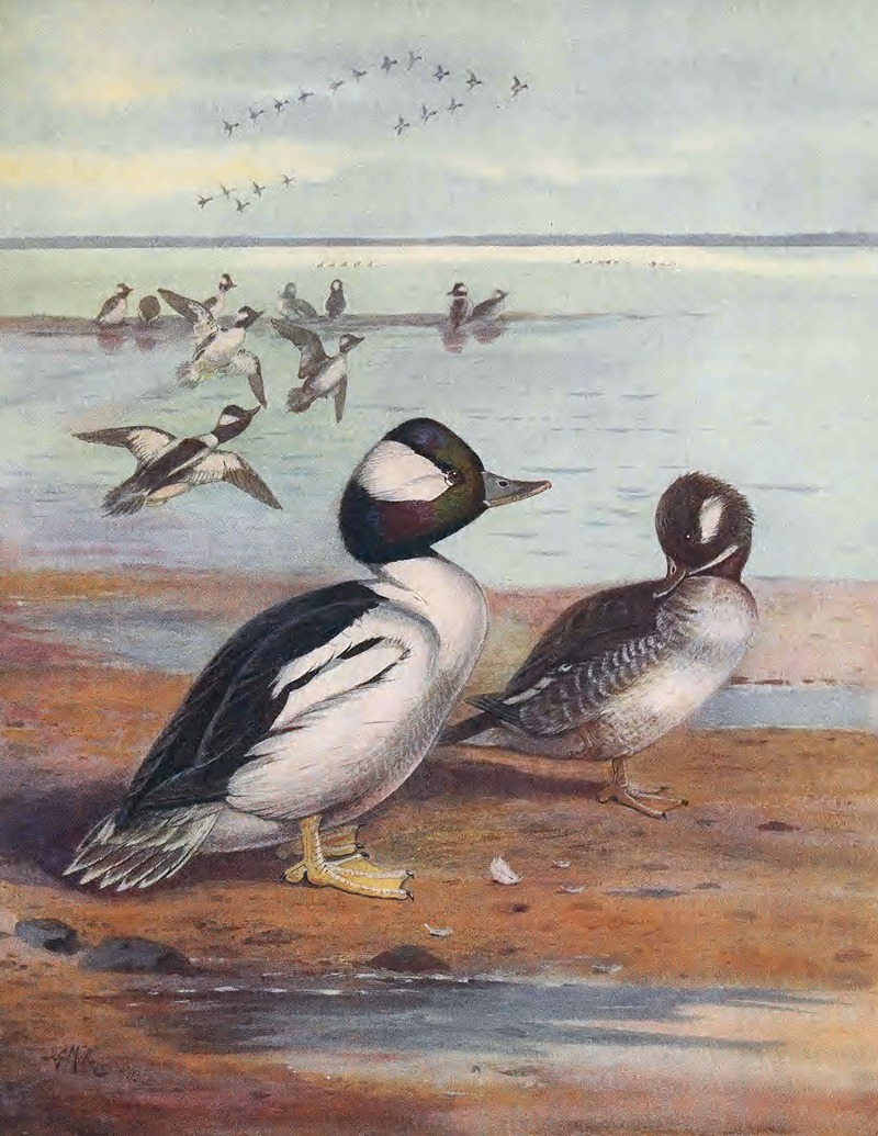 Buffle-Headed Duck by John Guille Millais, 1913 — digital art print download