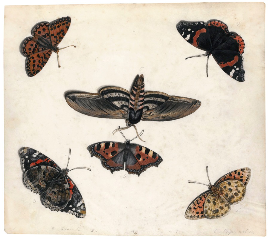 Studies Of Five Butterflies And A Hawk Moth — Jan Van Kessel The Elder