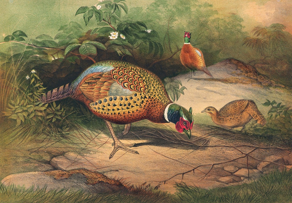 The Chinese Pheasant by Joseph Wolf, 1861-1867 — digital art print download