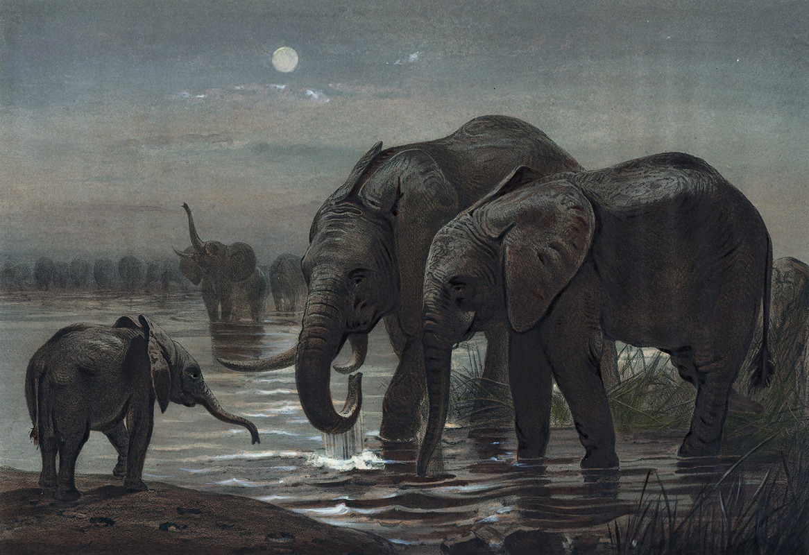 The African Elephant by Joseph Wolf, 1861-1867 — digital art print download