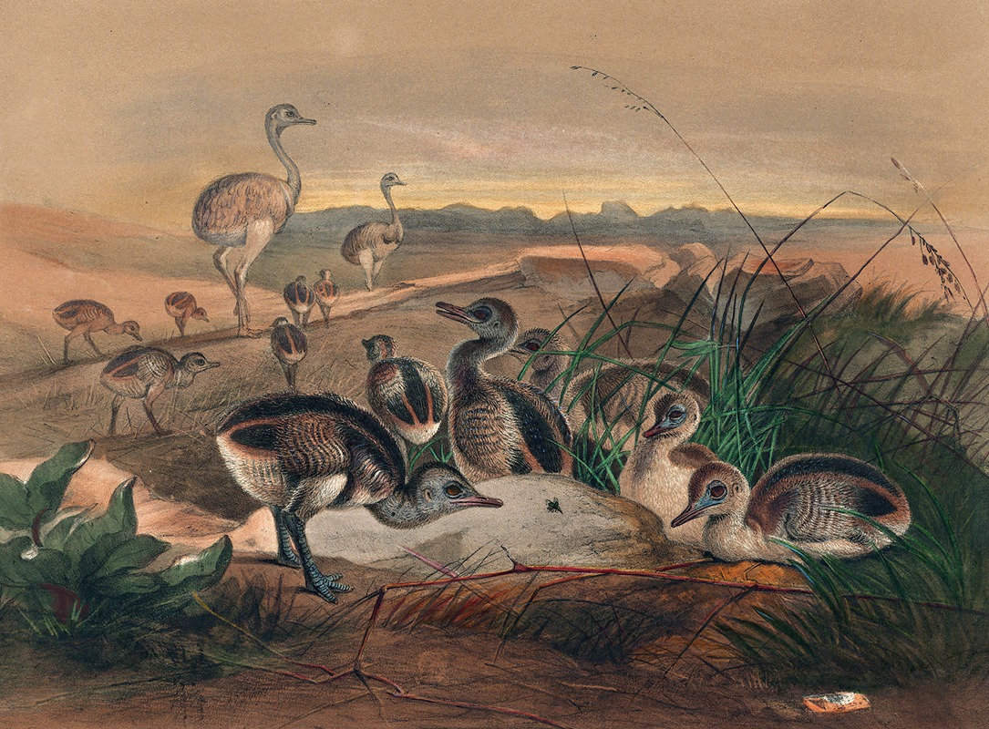 The American Rhea by Joseph Wolf, 1861-1867 — digital art print download
