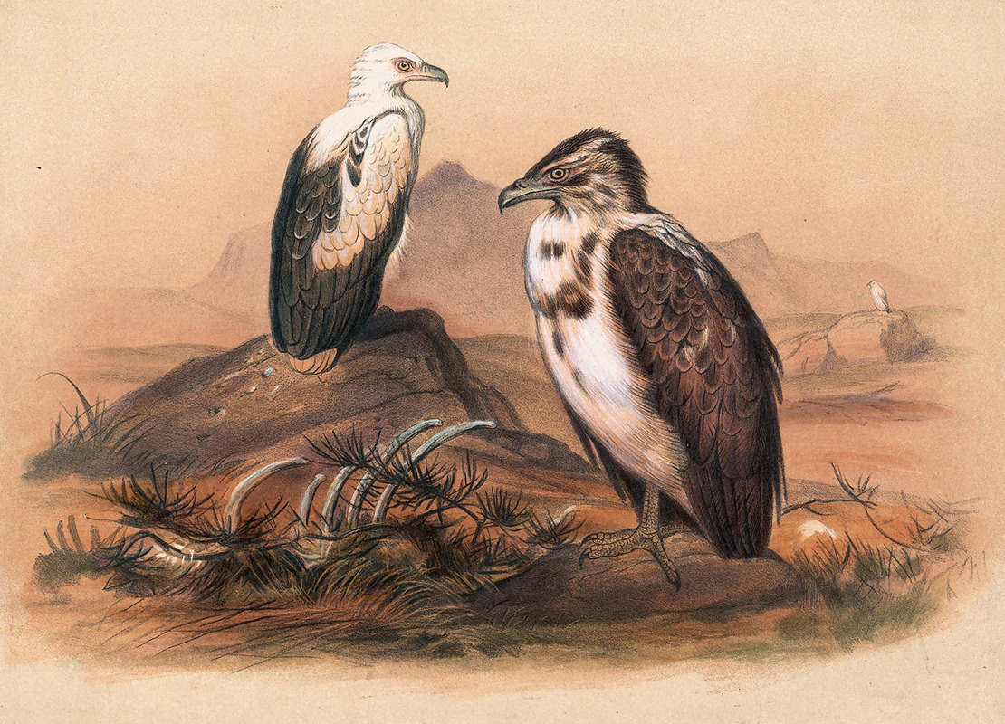 The Angolan Vulture by Joseph Wolf, 1861-1867 — digital art print download