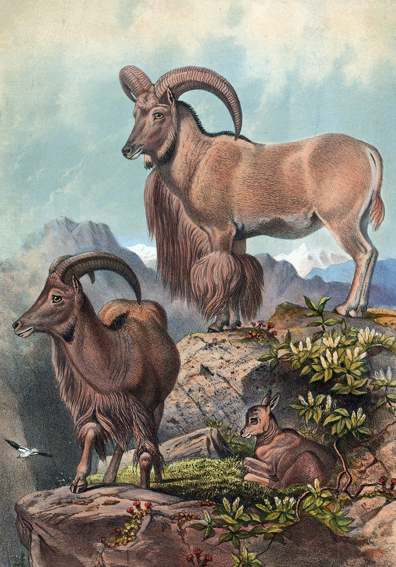 The Aoudad by Joseph Wolf, 1861-1867 — digital art print download