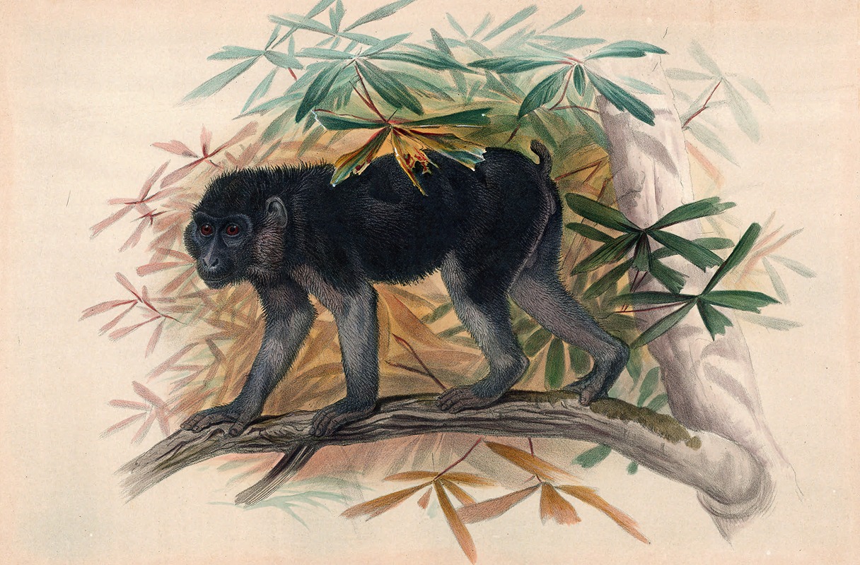 The Ashy-Black Ape by Joseph Wolf, 1861-1867 — digital art print download