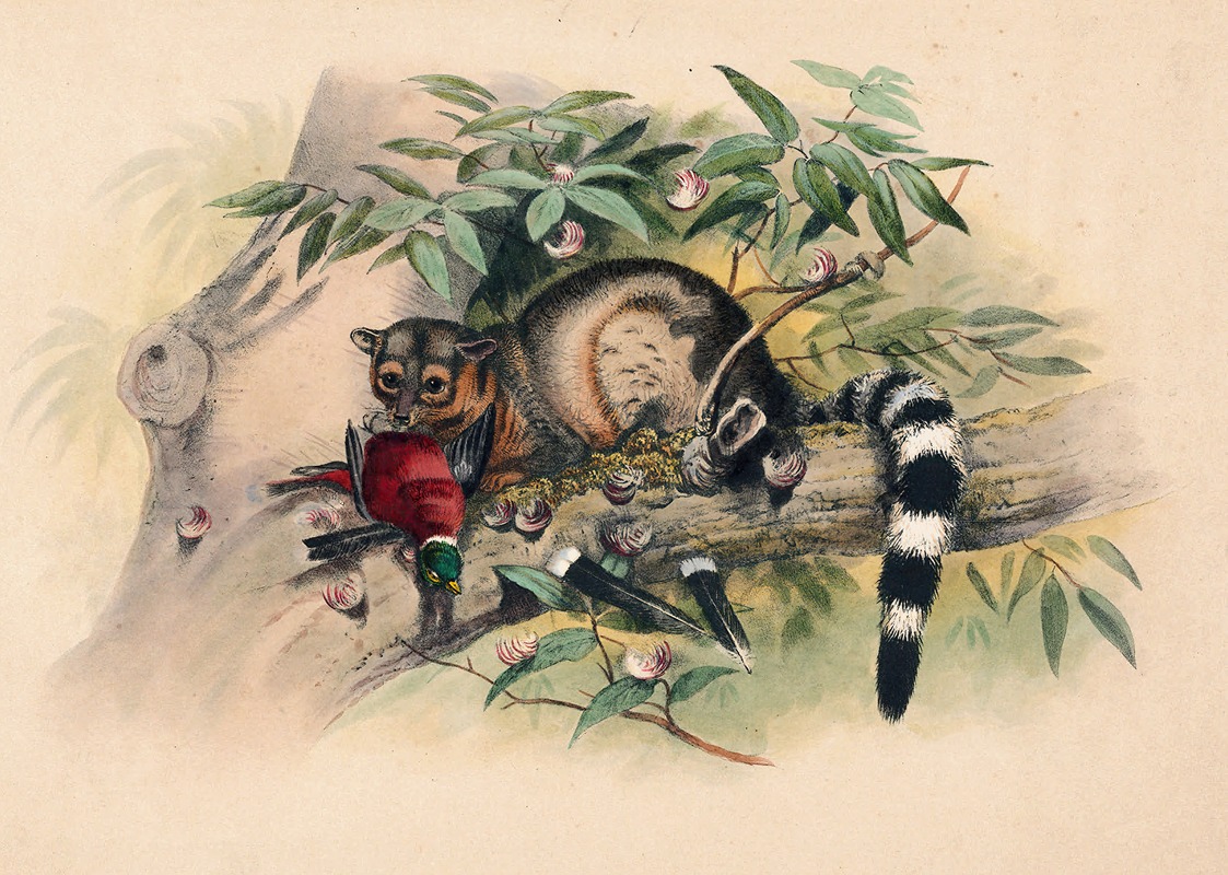 The Bassaris by Joseph Wolf, 1861-1867 — digital art print download