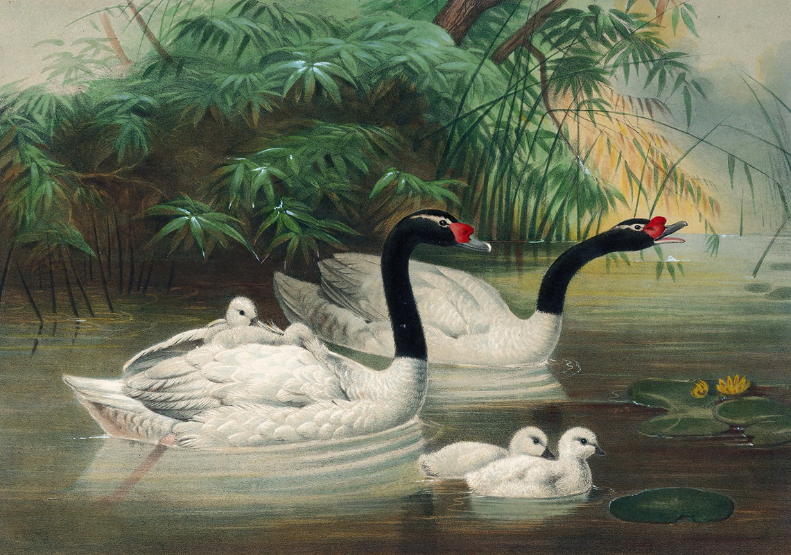 The Black-Necked Swan by Joseph Wolf, 1861-1867 — digital art print download