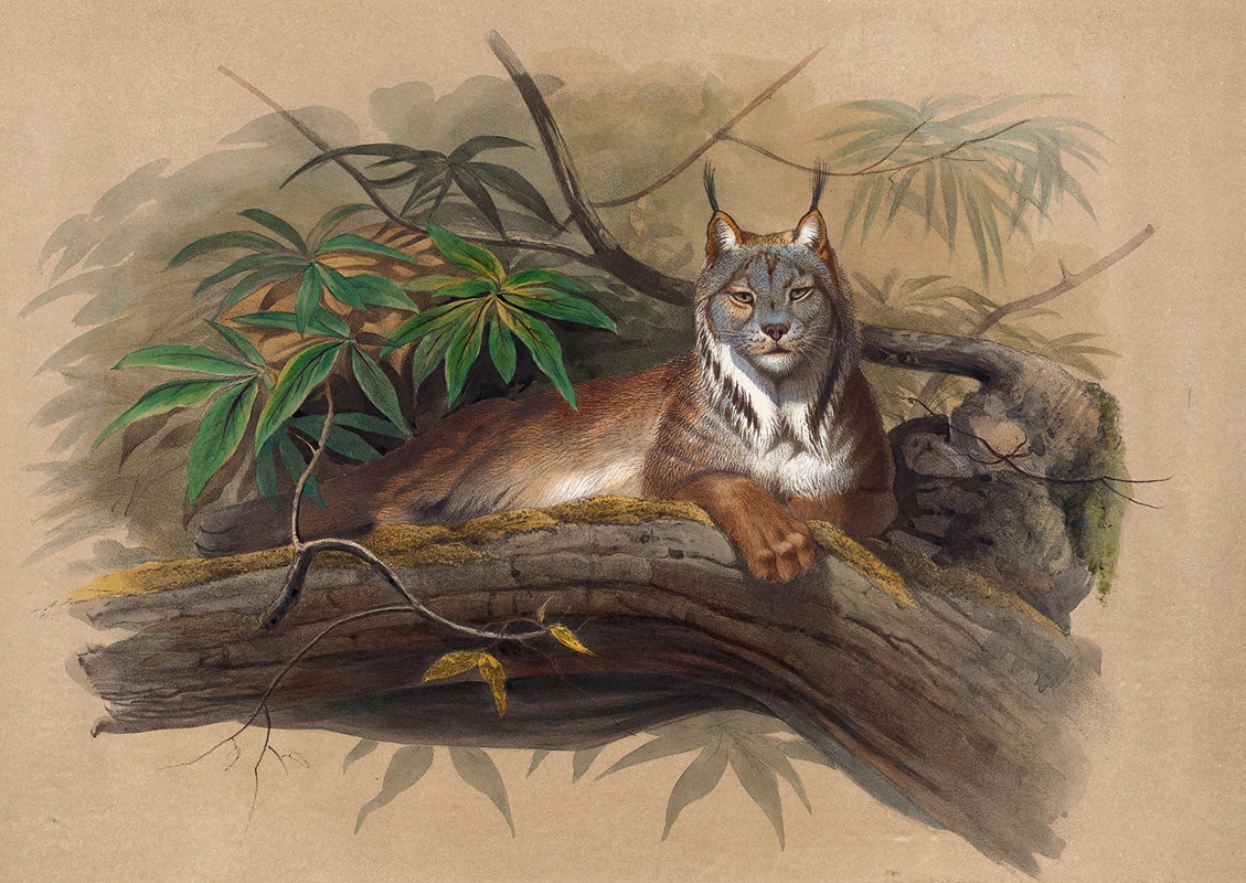 The Canadian Lynx by Joseph Wolf, 1861-1867 — digital art print download