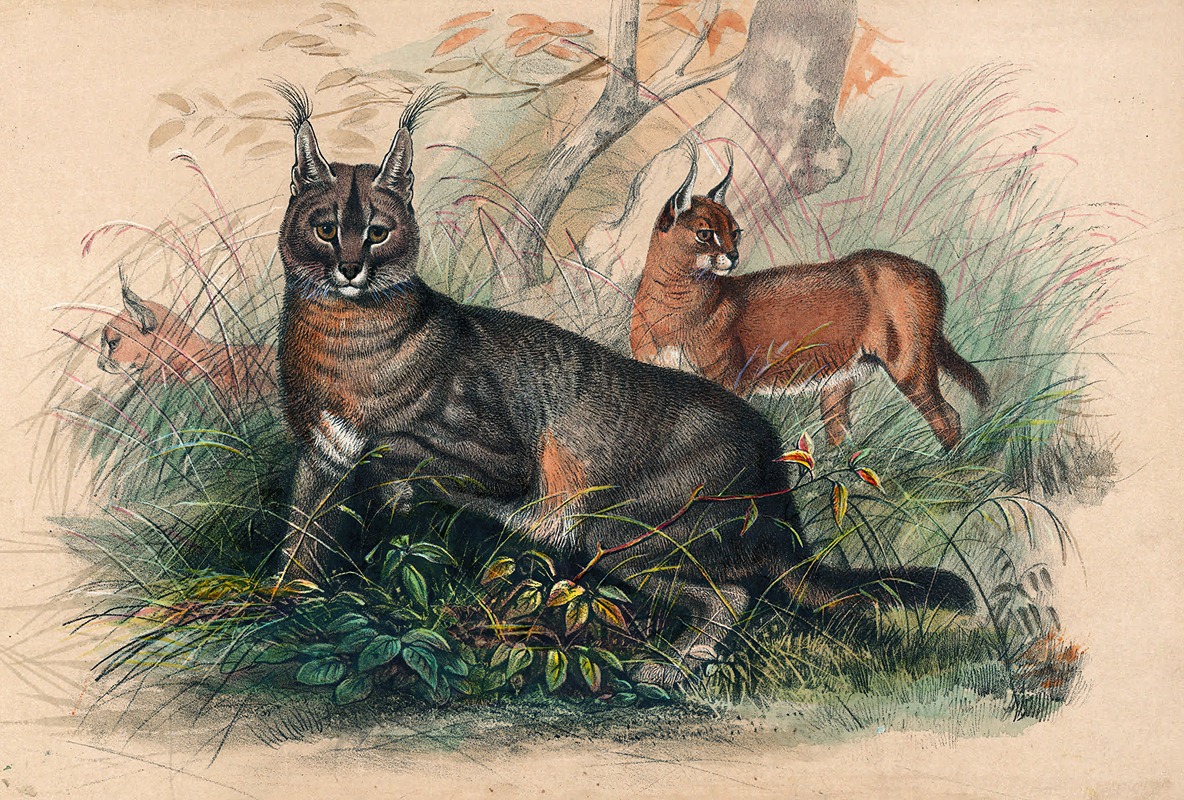 The Caracal by Joseph Wolf, 1861-1867 — digital art print download