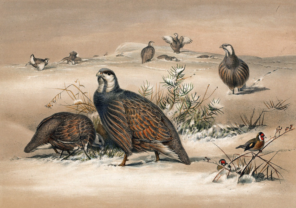 The Caspian Snow-Partridge by Joseph Wolf, 1861-1867 — digital art print download