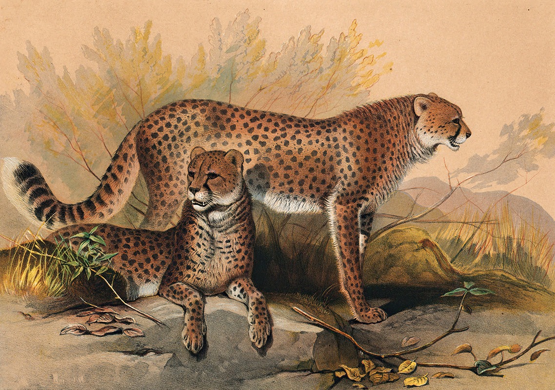 The Cheetah by Joseph Wolf, 1861-1867 — digital art print download