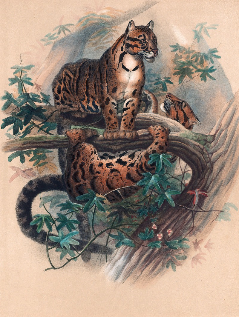 The Clouded Tiger by Joseph Wolf, 1861-1867 — digital art print download