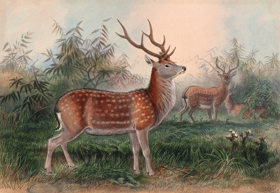 The Formosan Deer by Joseph Wolf, 1861-1867 — digital art print download