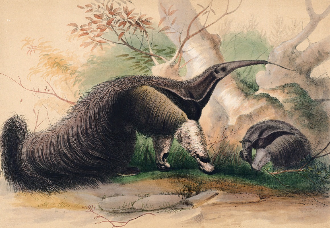 The Great Anteater by Joseph Wolf, 1861-1867 — digital art print download