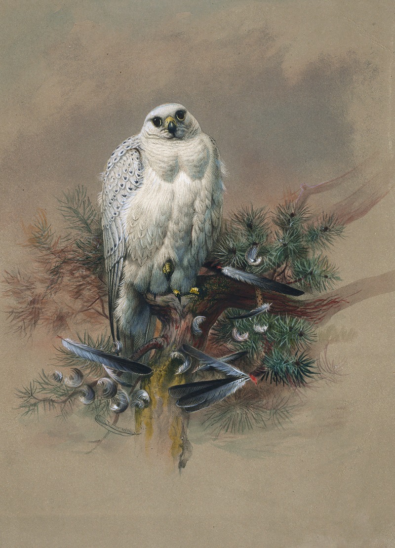The Greenland Falcon by Joseph Wolf, 1861-1867 — digital art print download