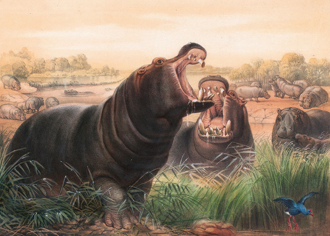 The Hippopotamus by Joseph Wolf, 1861-1867 — digital art print download