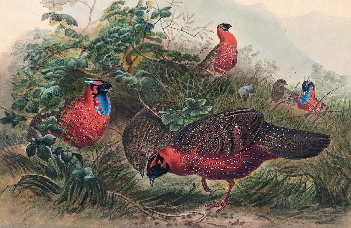 The Horned Tragopan by Joseph Wolf, 1861-1867 — digital art print download