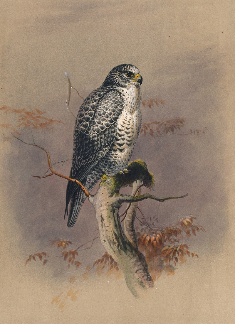 The Iceland Falcon by Joseph Wolf, 1861-1867 — digital art print download