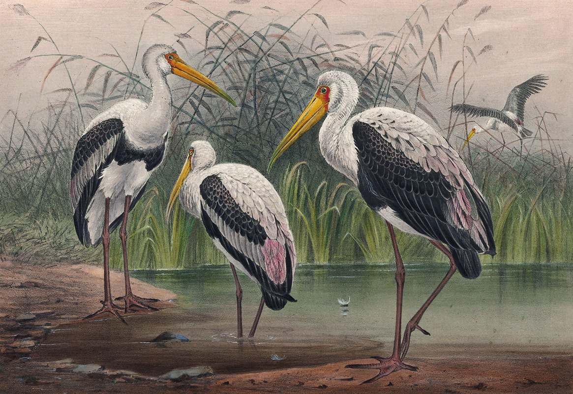 The Indian Wood Ibis by Joseph Wolf, 1861-1867 — digital art print download