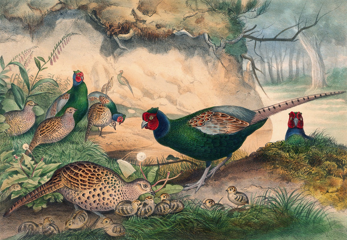 The Japan Pheasant by Joseph Wolf, 1861-1867 — digital art print download