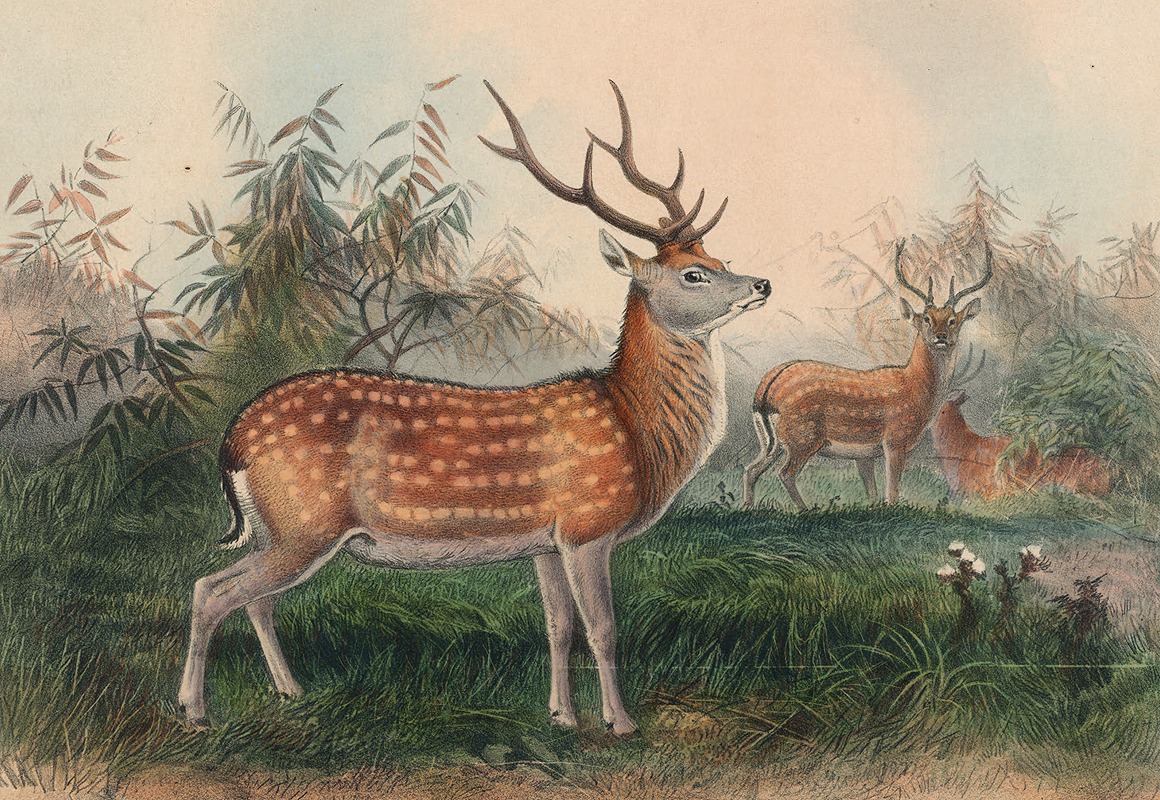 The Japanese Deer by Joseph Wolf, 1861-1867 — digital art print download