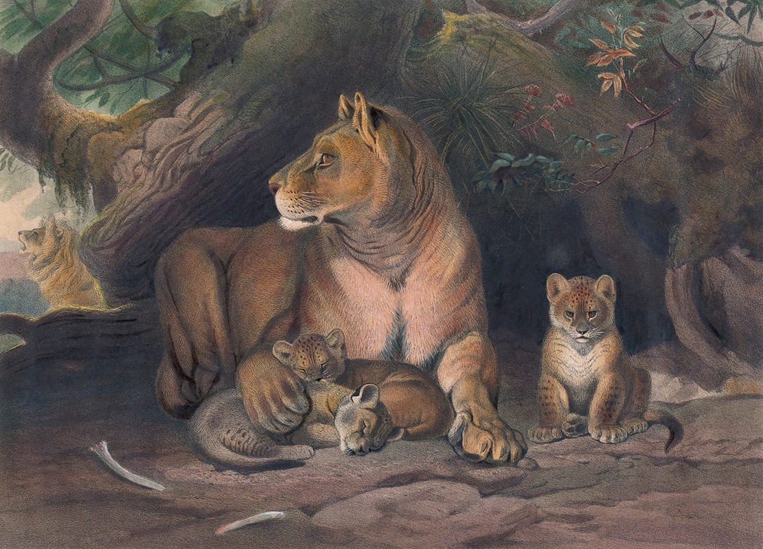 The Lion by Joseph Wolf, 1861-1867 — digital art print download