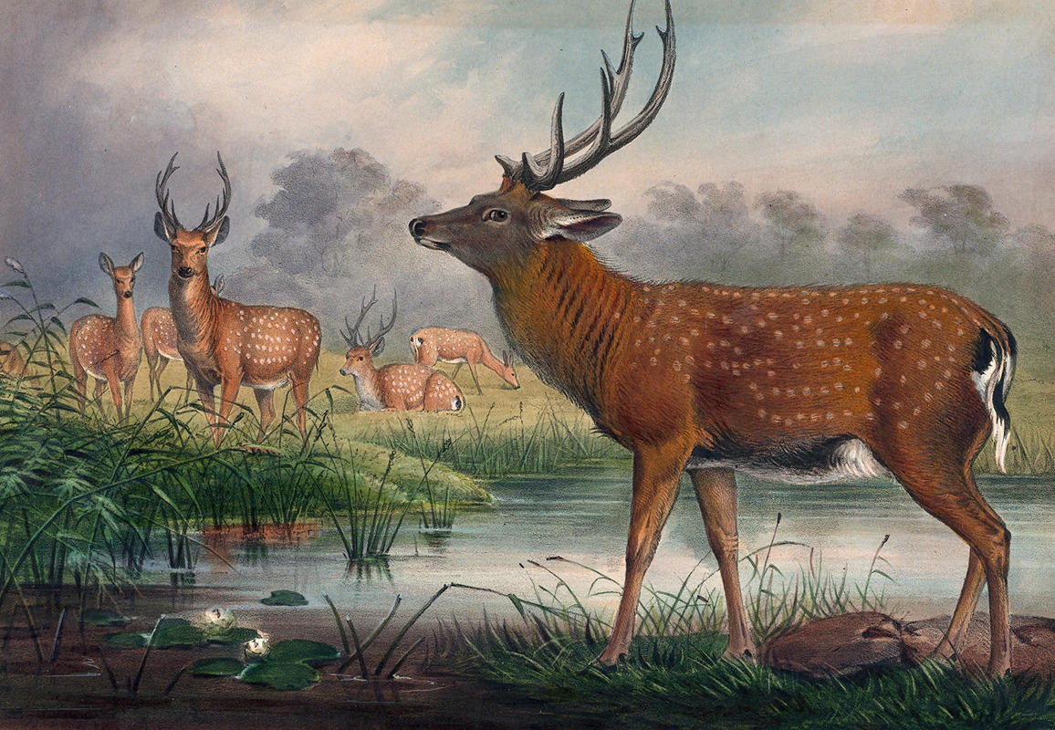 The Mantchurian Deer by Joseph Wolf, 1861-1867 — digital art print download