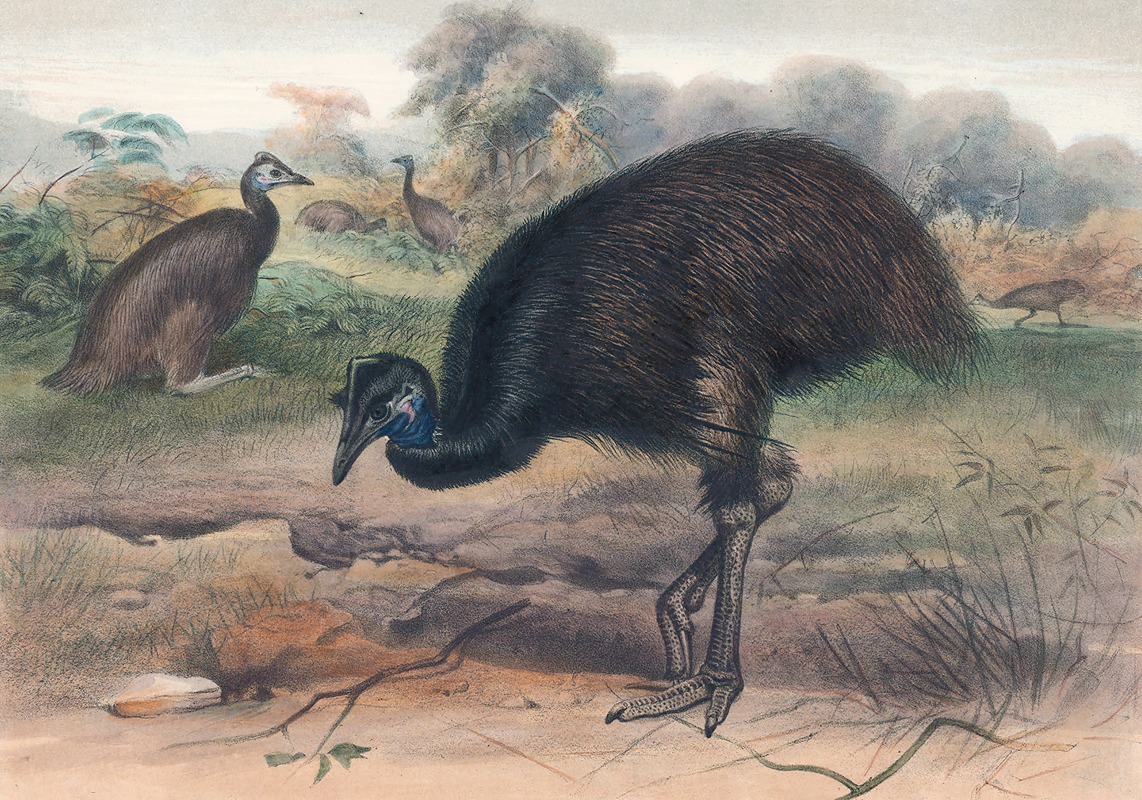 The Mooruk by Joseph Wolf, 1861-1867 — digital art print download