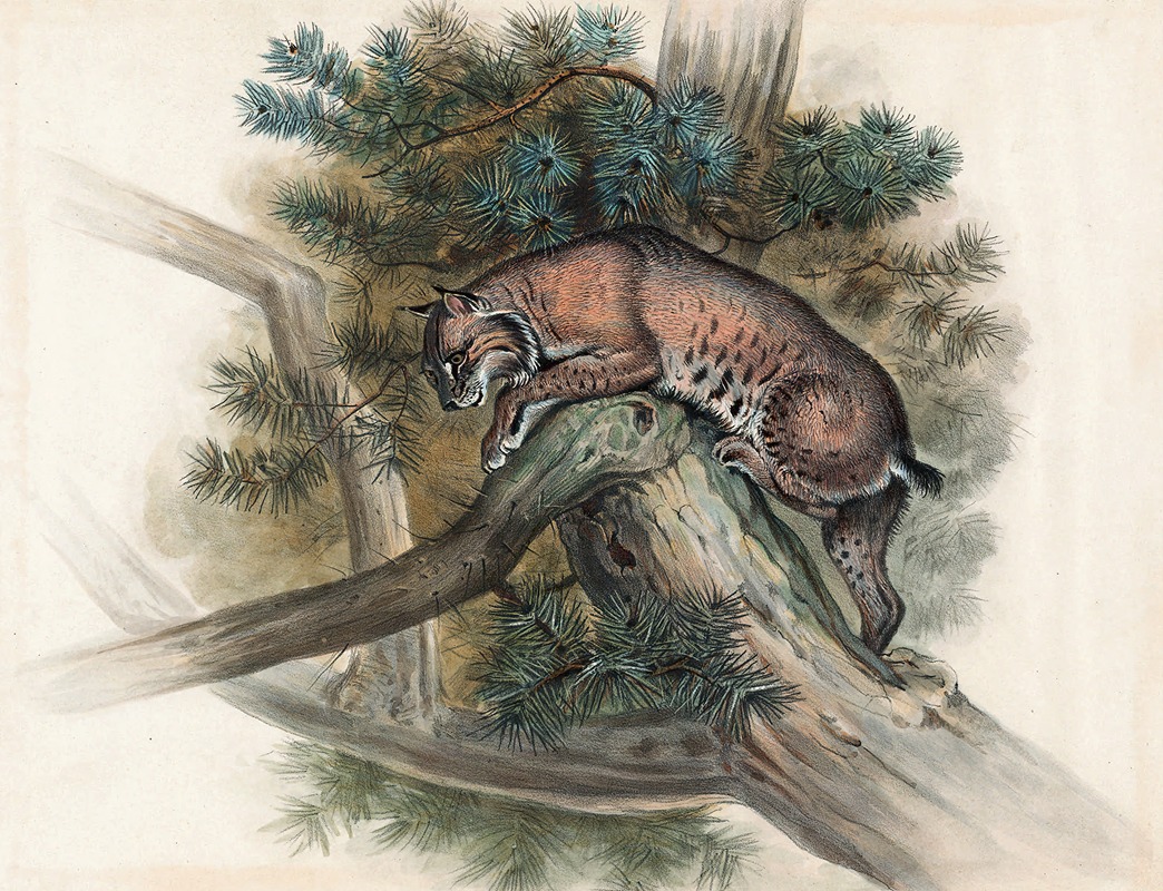 The Norwegian Lynx by Joseph Wolf, 1861-1867 — digital art print download