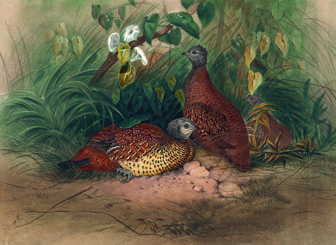 The Painted Spur-Fowl by Joseph Wolf, 1861-1867 — digital art print download