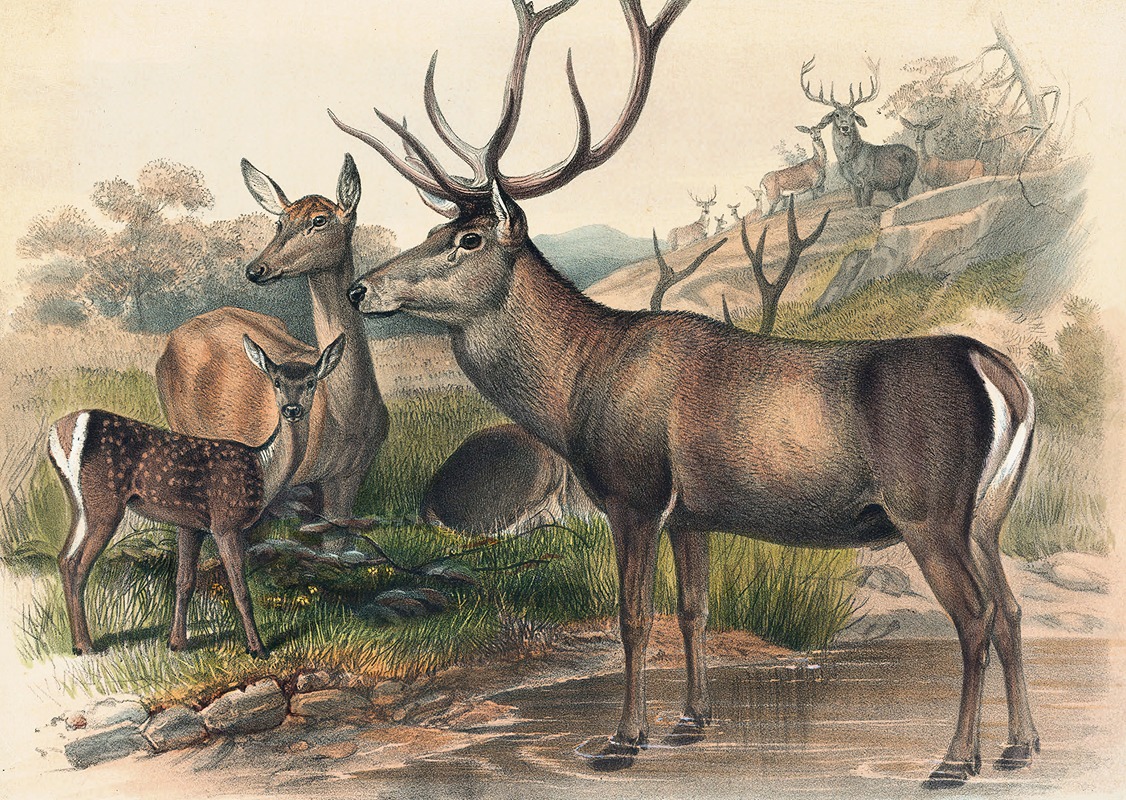 The Persian Deer by Joseph Wolf, 1861-1867 — digital art print download