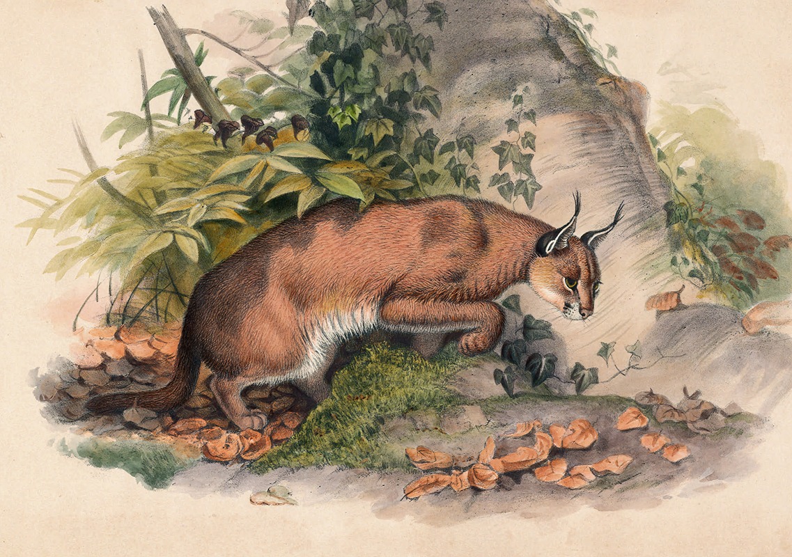 The Red Caracal by Joseph Wolf, 1861-1867 — digital art print download