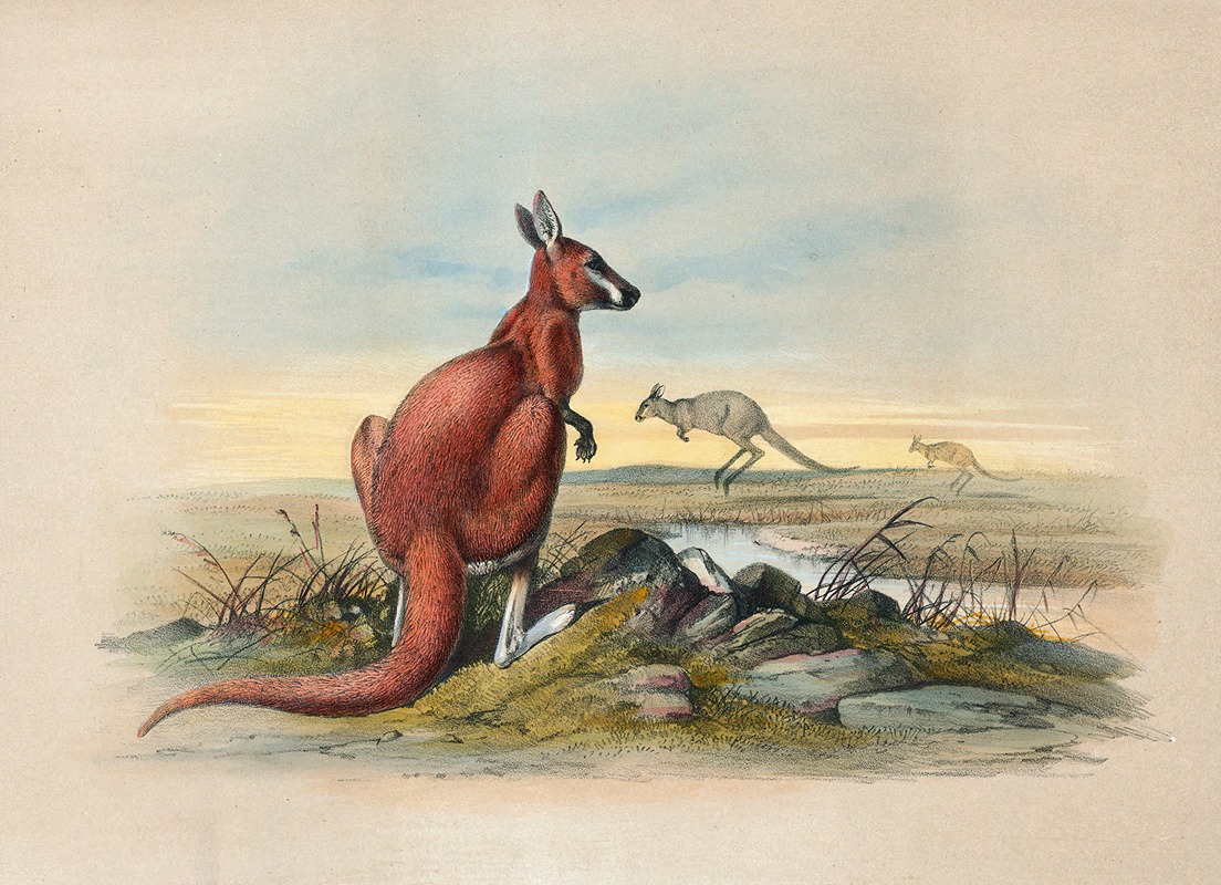 The Red Kangaroo by Joseph Wolf, 1861-1867 — digital art print download