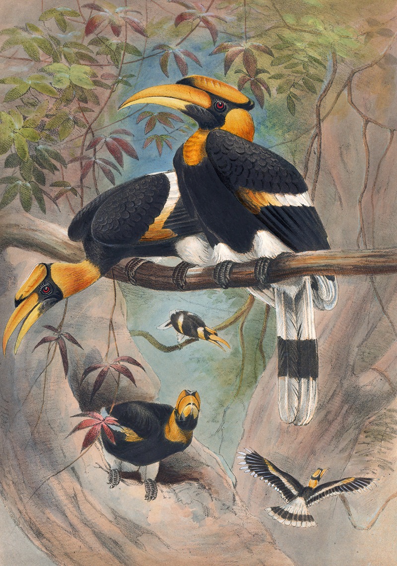 The Rhinoceros Hornbill — Йозеф Вольф
