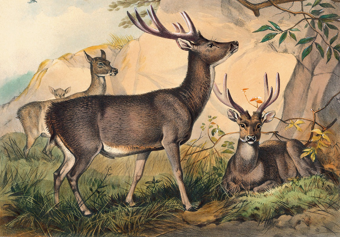 The Rusa Deer by Joseph Wolf, 1861-1867 — digital art print download