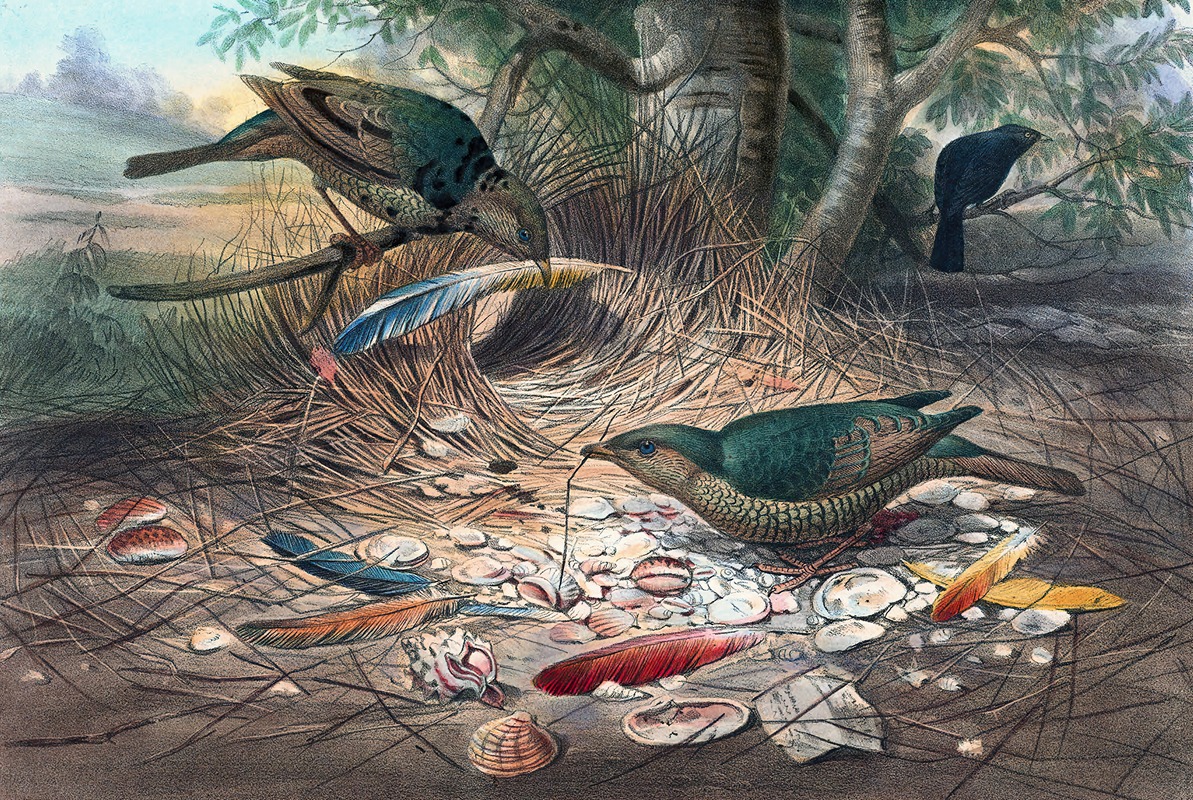 The Satin Bower-Bird by Joseph Wolf, 1861-1867 — digital art print download