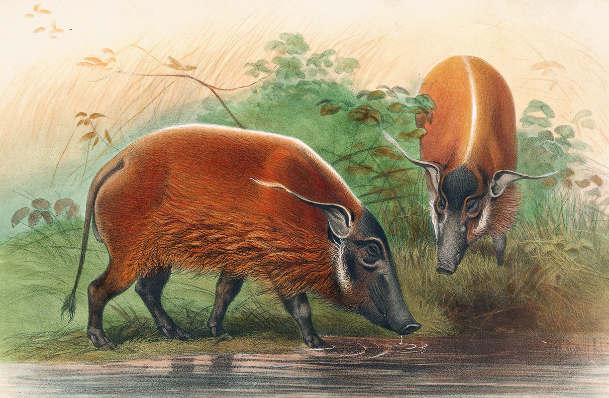 The South African River Hog by Joseph Wolf, 1861-1867 — digital art print download