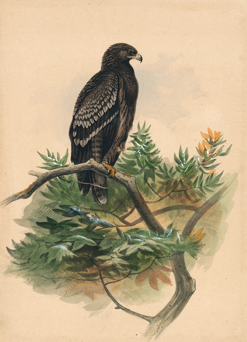 The Spotted Eagle by Joseph Wolf, 1861-1867 — digital art print download