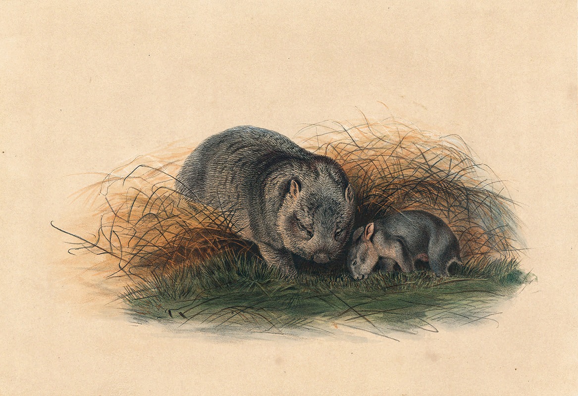 The Tasmanian Wombat by Joseph Wolf, 1861-1867 — digital art print download