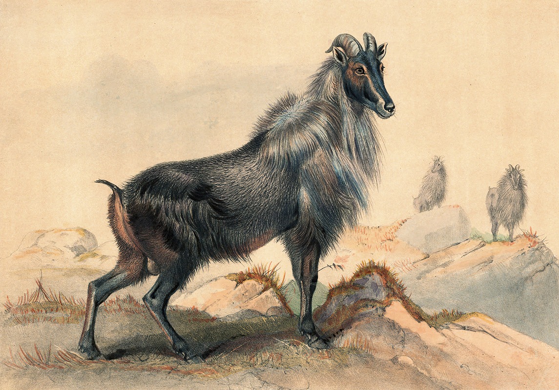 The Thar Goat by Joseph Wolf, 1861-1867 — digital art print download