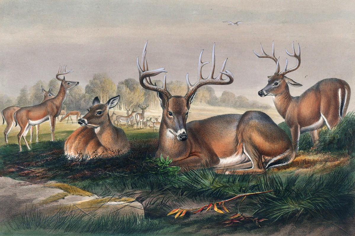 The White-Tailed Deer by Joseph Wolf, 1861-1867 — digital art print download