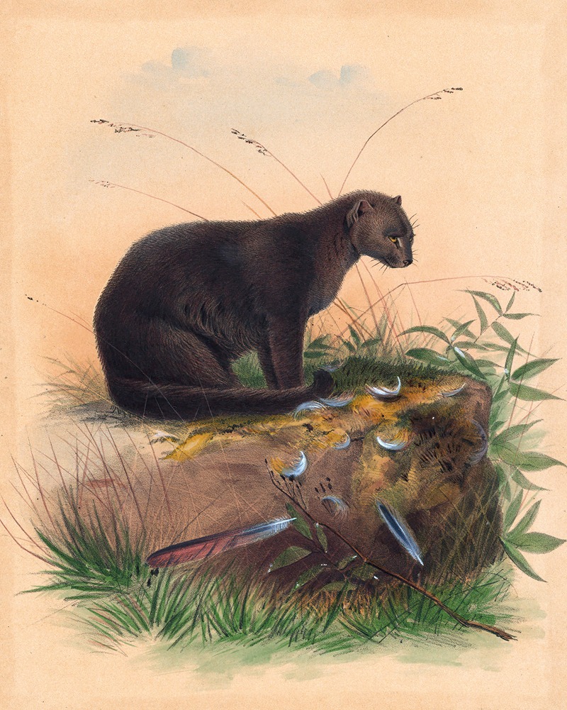 The Yaguarundi Cat by Joseph Wolf, 1861-1867 — digital art print download
