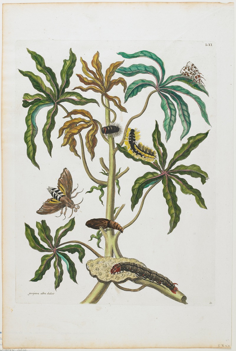 Caterpillars And Insects With Foliage by Maria Sibylla Merian, 1705-1771 — digital art print download